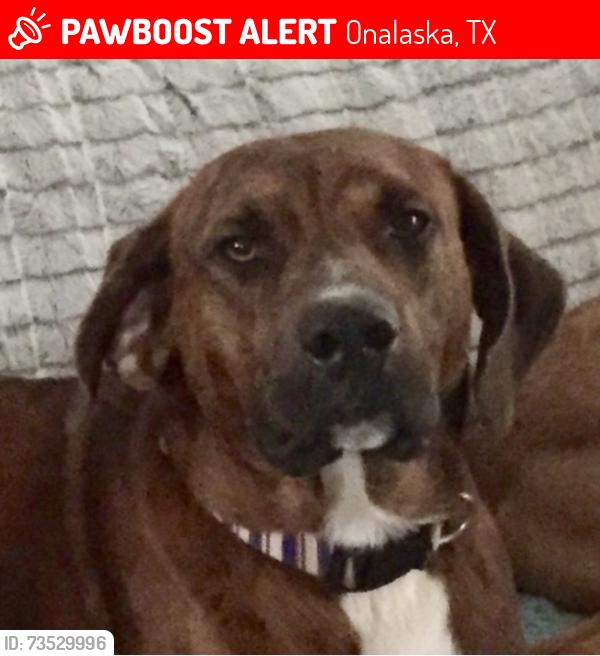 Lost Male Dog last seen Yaupon cove Onalaska, Onalaska, TX 77360