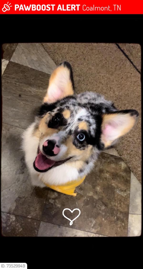 Lost Female Dog last seen Mistys market, Coalmont, TN 37313