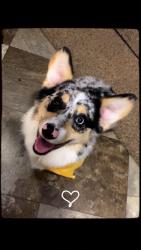 Lost Female Dog last seen Mistys market, Coalmont, TN 37313