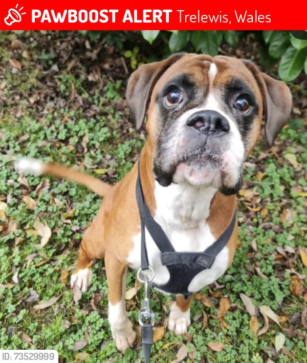 Lost Male Dog last seen Opposite acorn garage, ran up towards the lakes, Trelewis, Wales 