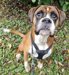 Lost Male Dog last seen Opposite acorn garage, ran up towards the lakes, Trelewis, Wales 