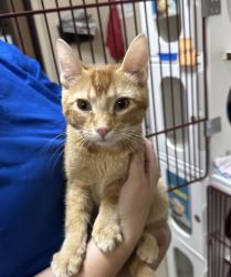 Shelter Stray Female Cat last seen Near Festival Drive, Oceanside, CA, 92057, Oceanside, CA 92058, USA