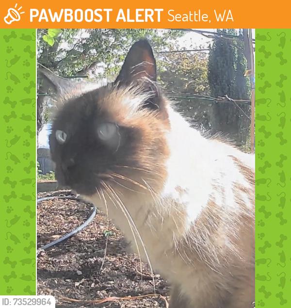 Found/Stray Unknown Cat last seen 11th Ave West and Ruffner st, Seattle, WA 98119