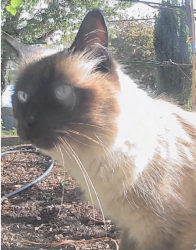 Found/Stray Unknown Cat last seen 11th Ave West and Ruffner st, Seattle, WA 98119