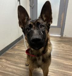 Shelter Stray Female Dog last seen Near Linda Vista Road, San Diego, CA, 92110, 5500 Gaines St, San Diego, CA 92110, USA