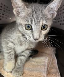 Shelter Stray Female Cat last seen Outer Road, San Diego, CA, 92154, 5500 Gaines St, San Diego, CA 92110, USA