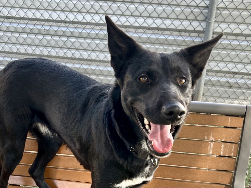Shelter Stray Female Dog last seen Near Nelray Boulevard, AUSTIN, TX, 78751, 7201 Levander Loop bldg a, Austin, TX 78702, USA