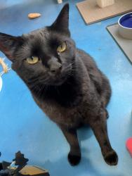 Shelter Stray Female Cat last seen Near Palm Avenue, Imperial Beach, CA, 91932, 5500 Gaines St, San Diego, CA 92110, USA