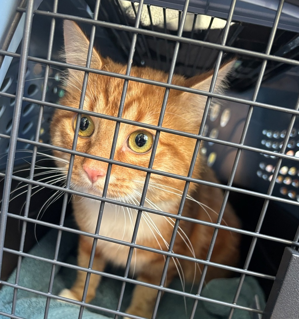 Shelter Stray Male Cat last seen OR, 1700 W Historic Columbia River Hwy, Troutdale, OR 97060, USA