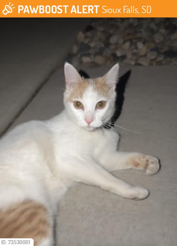Found/Stray Unknown Cat last seen 69th and southeastern, Sioux Falls, SD 57108