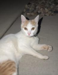 Found/Stray Unknown Cat last seen 69th and southeastern, Sioux Falls, SD 57108