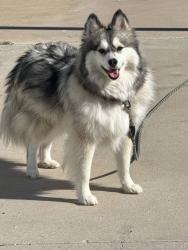 Reunited Male Dog last seen Blue Mound Rd, Haslet, TX 76052