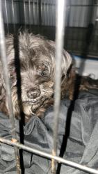 Found/Stray Unknown Dog last seen N Orchard drive and Van Spronsen Way, Indianapolis, IN 46236