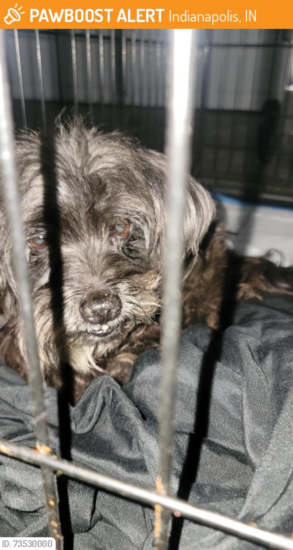 Found/Stray Unknown Dog last seen N Orchard drive and Van Spronsen Way, Indianapolis, IN 46236
