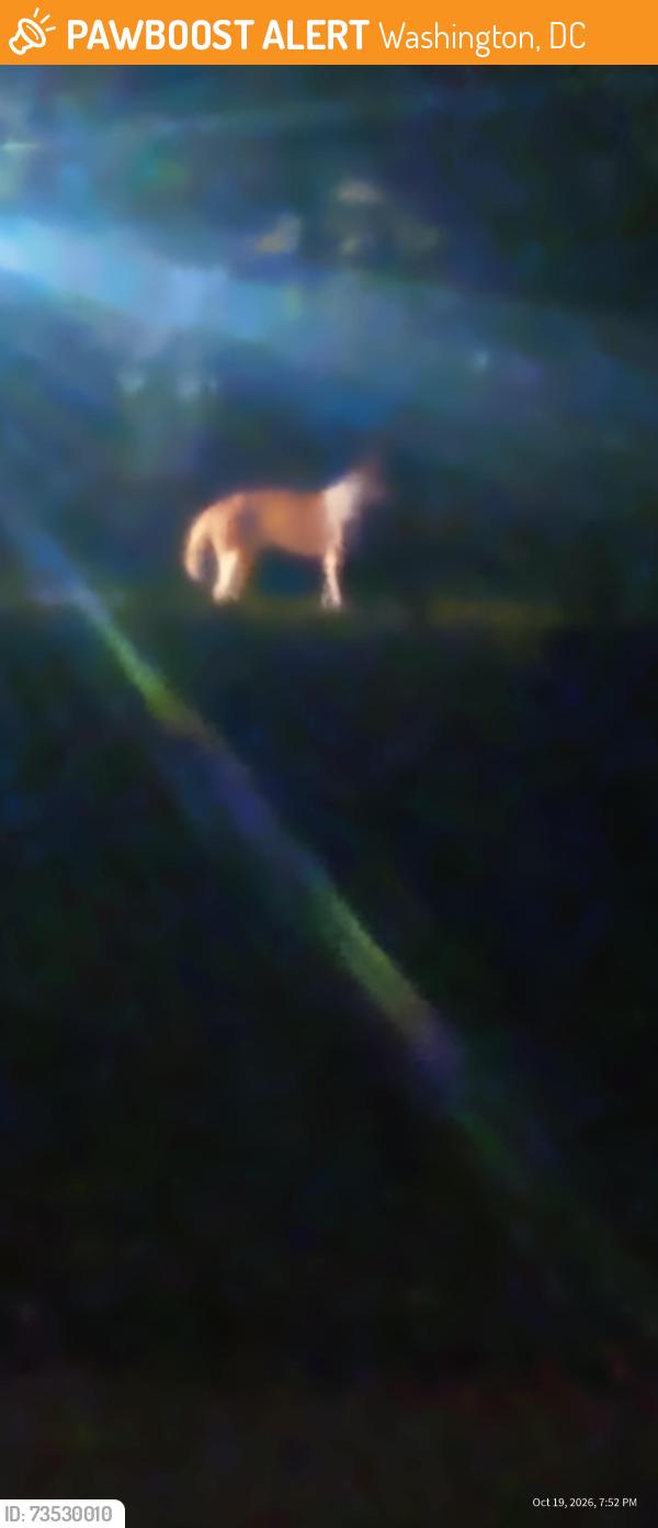 Found/Stray Unknown Dog last seen 22nd and S street NE, National Arboretum, Washington, DC 20002