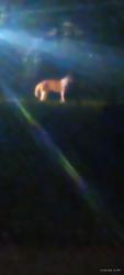 Found/Stray Unknown Dog last seen 22nd and S street NE, National Arboretum, Washington, DC 20002