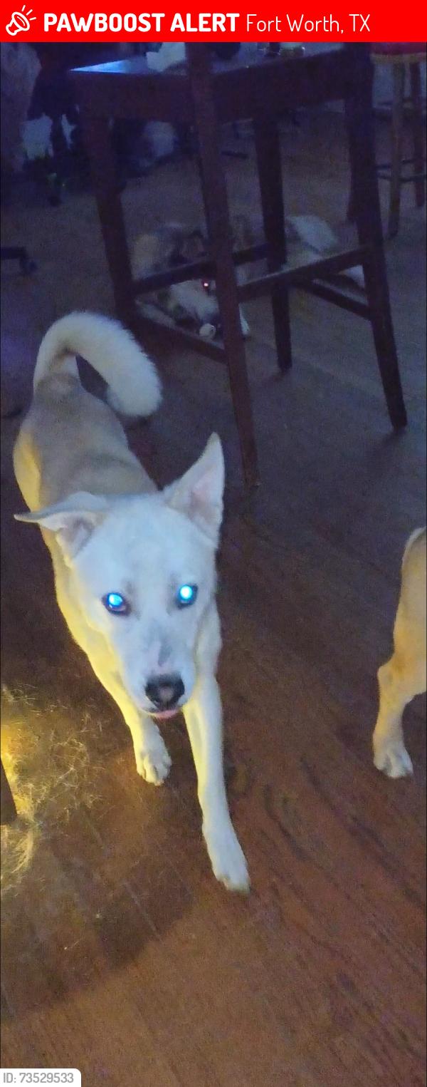 Lost Male Dog last seen Westcrest Dr, Edgecliff Rd, Crowley Rd, Fort Worth, TX 76134