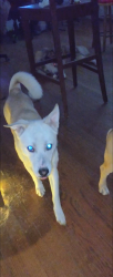 Lost Male Dog last seen Westcrest Dr, Edgecliff Rd, Crowley Rd, Fort Worth, TX 76134