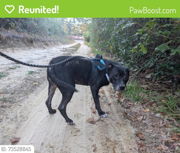 Reunited Female Dog last seen Sand Pit Rd Paxton Pl, Aberdeen, NC 28315