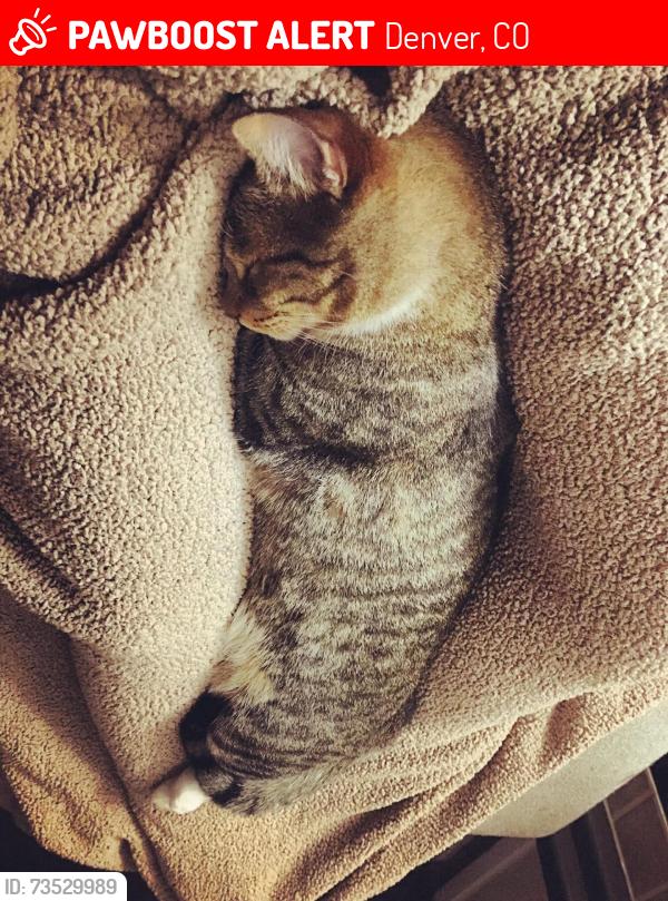 Lost Male Cat last seen Winona Ct & Sheridan, Denver, CO 80219