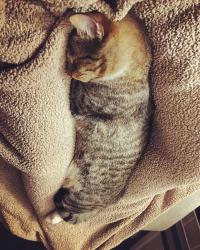Lost Male Cat last seen Winona Ct & Sheridan, Denver, CO 80219