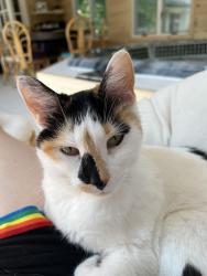 Lost Female Cat last seen Loyola Academy Wilmette Illinois, Wilmette, IL 60093