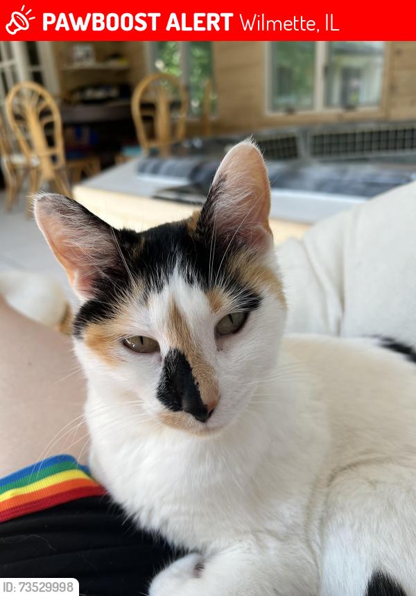 Lost Female Cat last seen Loyola Academy Wilmette Illinois, Wilmette, IL 60093