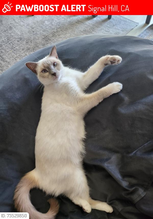 Lost Female Cat last seen Alley between Ohio Ave & Molino Ave towards Skyline Drive, Signal Hill, CA 90755