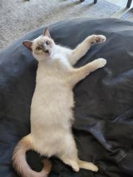 Lost Female Cat last seen Alley between Ohio Ave & Molino Ave towards Skyline Drive, Signal Hill, CA 90755