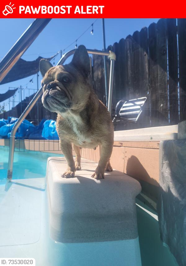 Lost Female Dog last seen RioLinda blvd and Jesse Ave, Sacramento County, CA 95673
