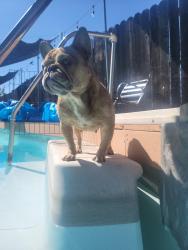Lost Female Dog last seen RioLinda blvd and Jesse Ave, Sacramento County, CA 95673