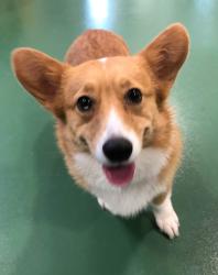 Reunited Female Dog last seen Sandersville and greendale, Lexington, KY 40511