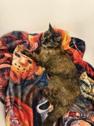 Reunited Female Cat last seen Near N Dewey St Eustis Florida, Eustis, FL 32726