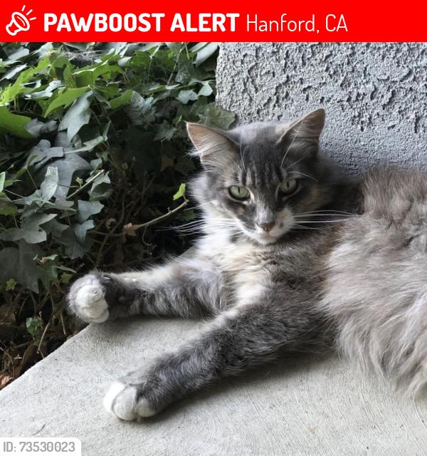 Lost Female Cat last seen Ash and Carter, Hanford, CA 93230
