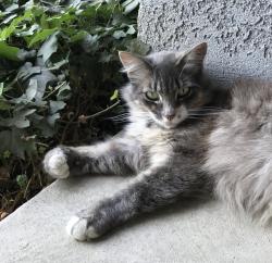 Lost Female Cat last seen Ash and Carter, Hanford, CA 93230