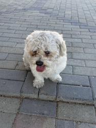 Reunited Unknown Dog last seen Smoke Ranch and Jones, Las Vegas, NV 89108