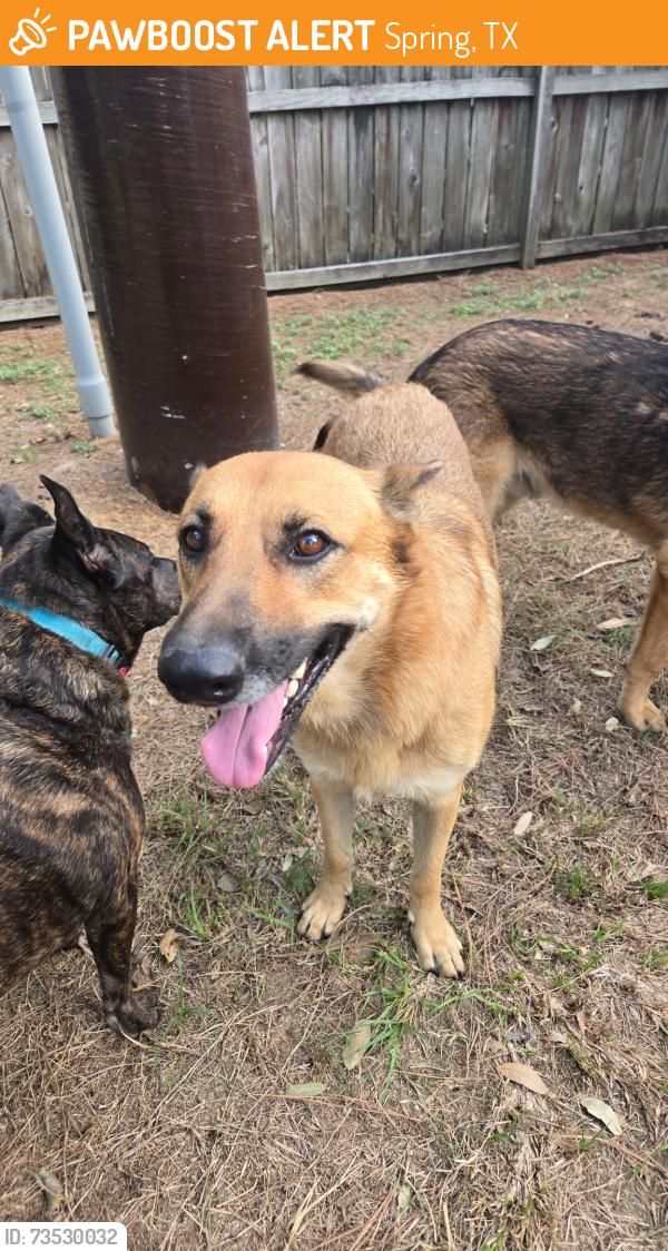 Found/Stray Female Dog last seen Memorial Chase Neighborhood, Spring, TX 77379