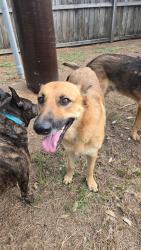 Found/Stray Female Dog last seen Memorial Chase Neighborhood, Spring, TX 77379