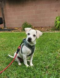 Lost Male Dog last seen Near st & Freeman, Hawthorne, CA 90250