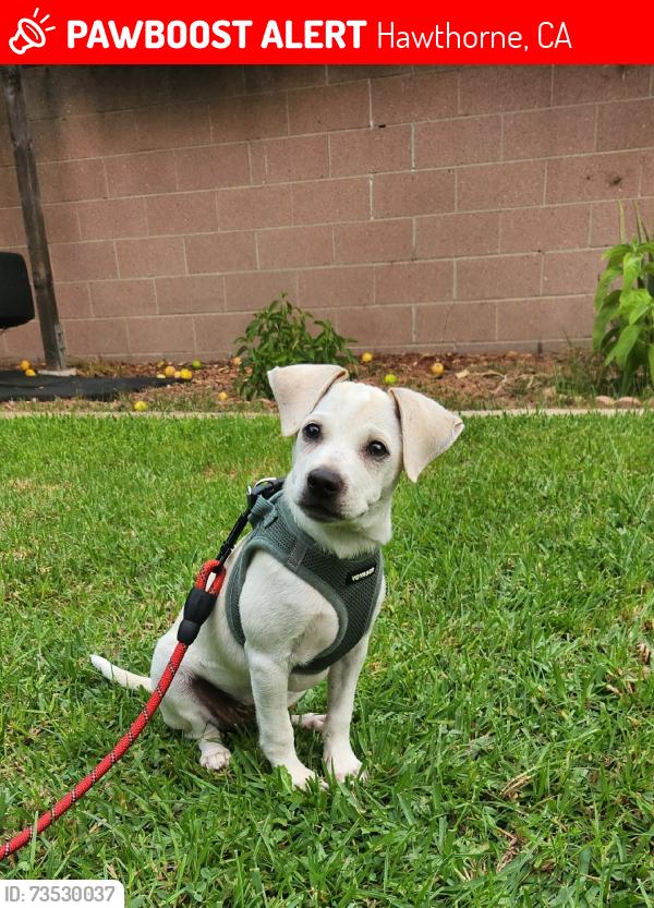 Lost Male Dog last seen Near st & Freeman, Hawthorne, CA 90250
