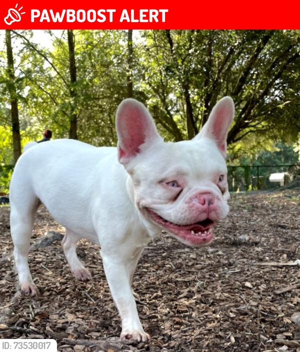 Lost Female Dog last seen Ponte vedra court, Ponte Vedra Beach, FL 32082