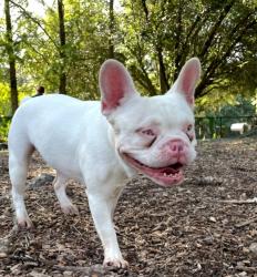Lost Female Dog last seen Ponte vedra court, Ponte Vedra Beach, FL 32082