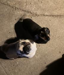 Reunited Male Dog last seen Fern st and Lincoln, Escondido, CA 92027
