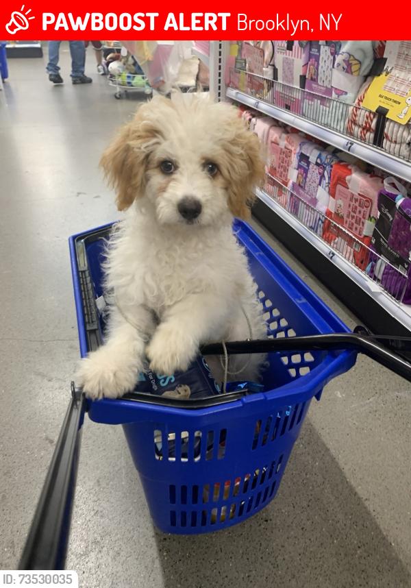 Lost Male Dog last seen Knickerbocker Ave & Ingraham St, East Williamsburg/Bushwick, Brooklyn, Brooklyn, NY 11237