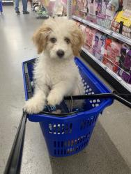 Lost Male Dog last seen Knickerbocker Ave & Ingraham St, East Williamsburg/Bushwick, Brooklyn, Brooklyn, NY 11237
