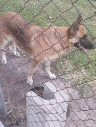 Reunited Female Dog last seen Pocket park on Mars Dr. In Tower oaks, Houston, TX 77065