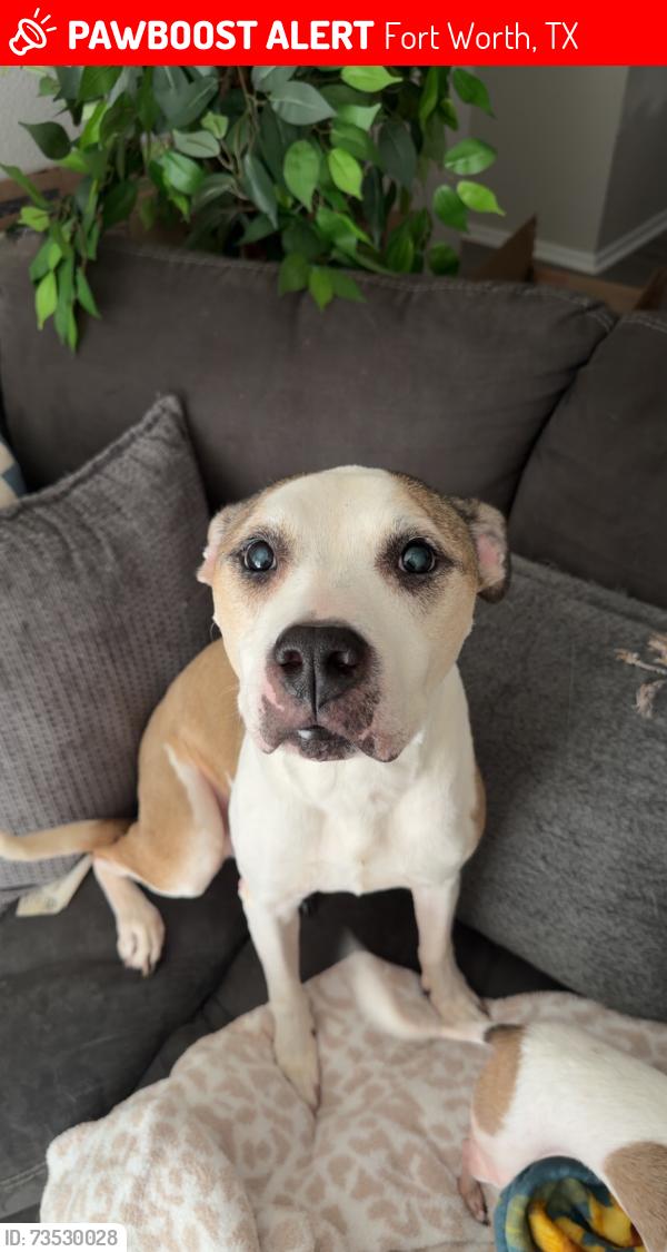 Lost Female Dog last seen The Holt on Chisholm Trail, Fort Worth, TX 76132