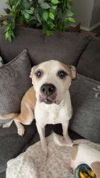 Lost Female Dog last seen The Holt on Chisholm Trail, Fort Worth, TX 76132