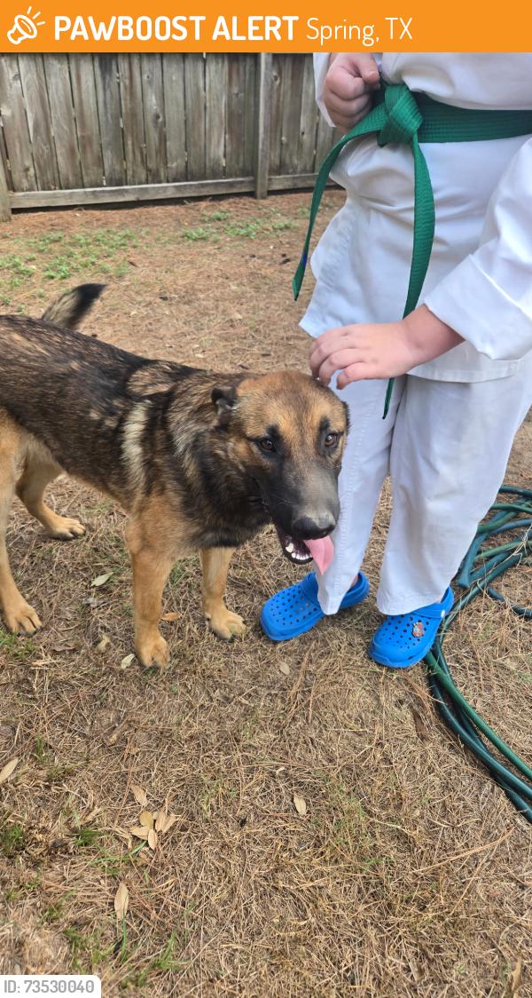 Found/Stray Male Dog last seen Memorial Chase Neighborhood, Spring, TX 77379