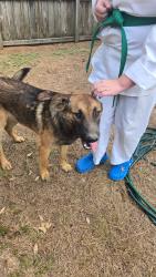 Found/Stray Male Dog last seen Memorial Chase Neighborhood, Spring, TX 77379